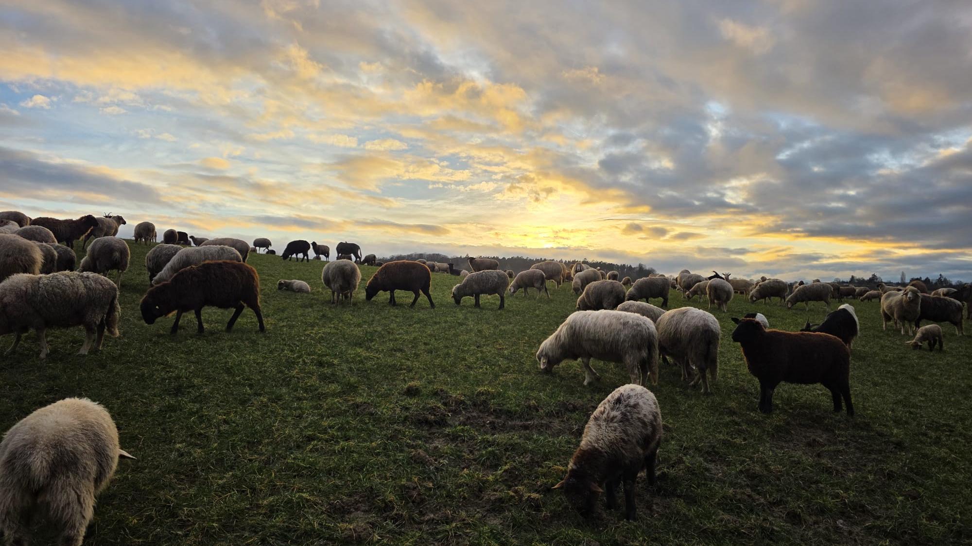 Herde in der Abendsonne